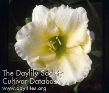 Daylily Mosel